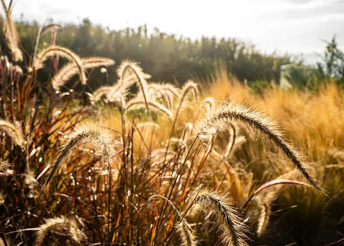 公寓式酒店 Oceanhuts Coxos Adults Only